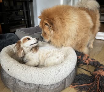 Two dogs meeting indoors during doggy day care